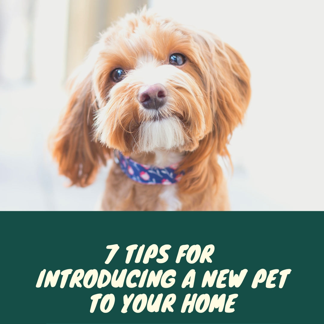 7 Tips for Introducing A New Pet to Your Home