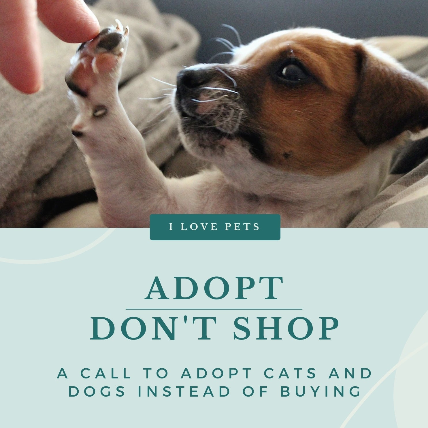 A Call to Adopt Cats and Dogs Instead of Buying