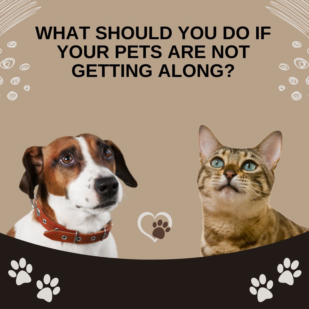 What should You do if yout pets are not getting along?