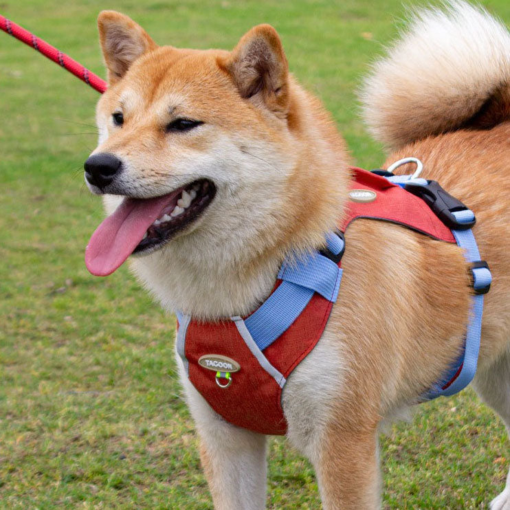 Zipper Pocket Dog Harness